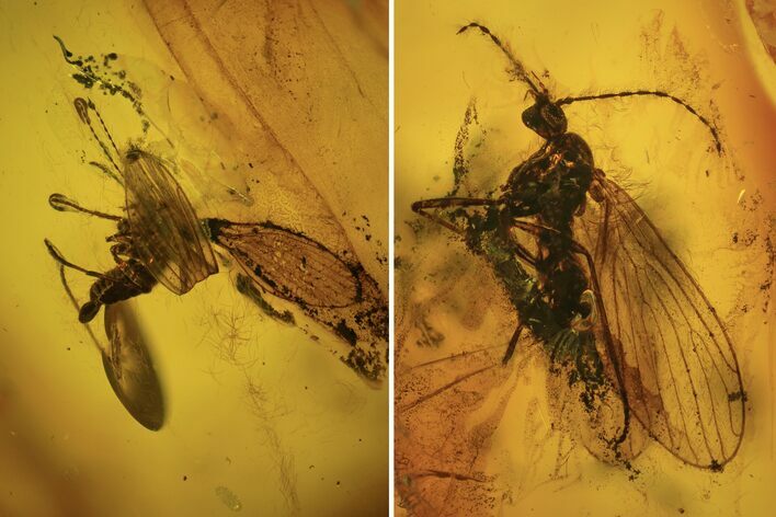 Two Fossil Flies (Diptera) In Baltic Amber #109470